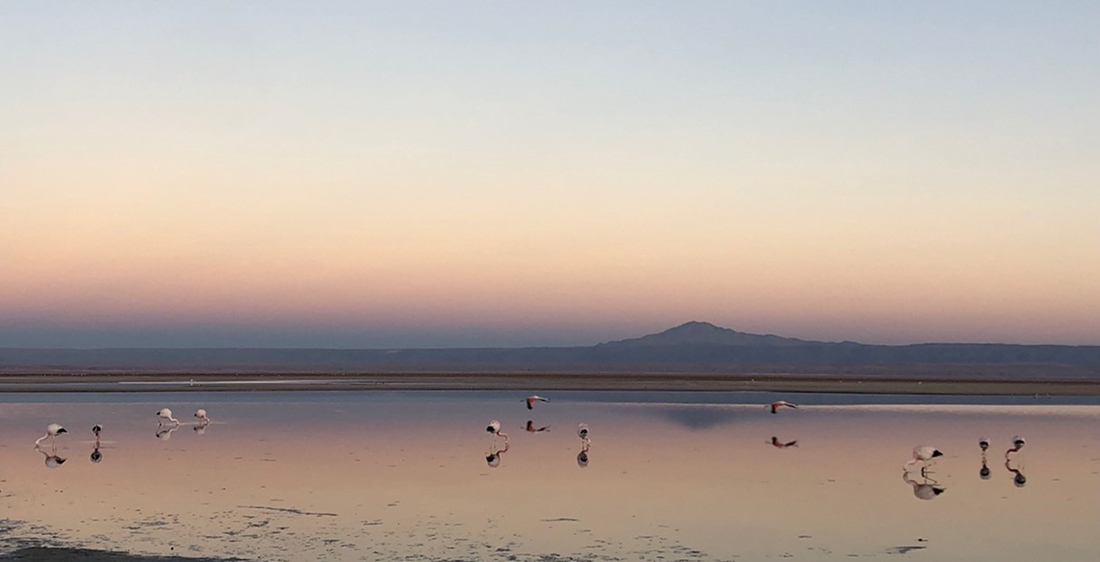 Flamingos at sunrise