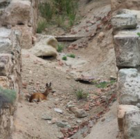Deer peruse the previous mining chutes, where mined material would be sent down the mountain to the smelter.